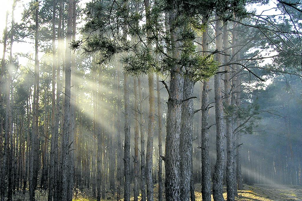 Pine forest